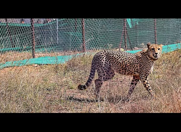 Veera is one of 12 cheetahs released into a special area to help them adjust to being in the wild.
