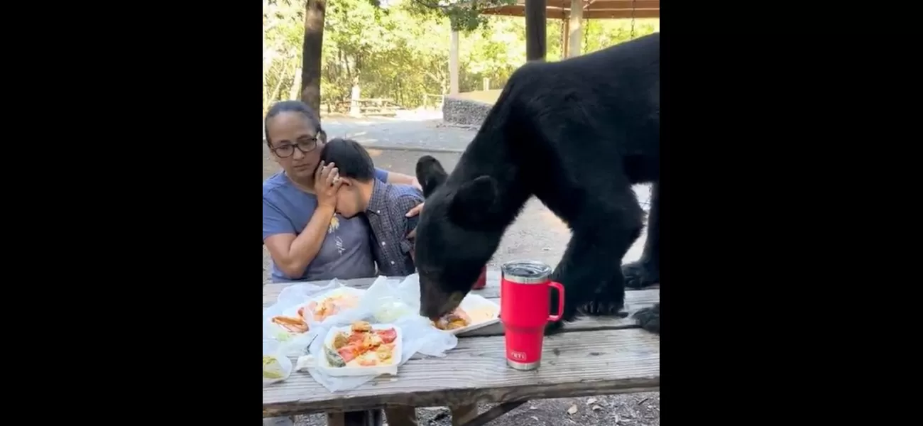 Boy's birthday picnic ruined when bear crashes dinner.