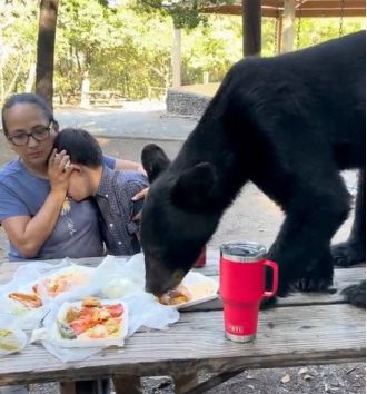 Boy's birthday picnic ruined when bear crashes dinner.