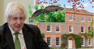 Boris can construct a pool at his home despite worries about newts.