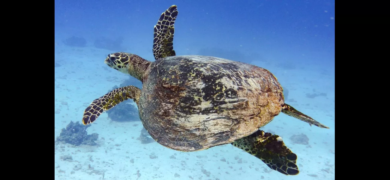 Fossil of 6-mil y/o sea turtle shows rare DNA found, providing insight into evolution.