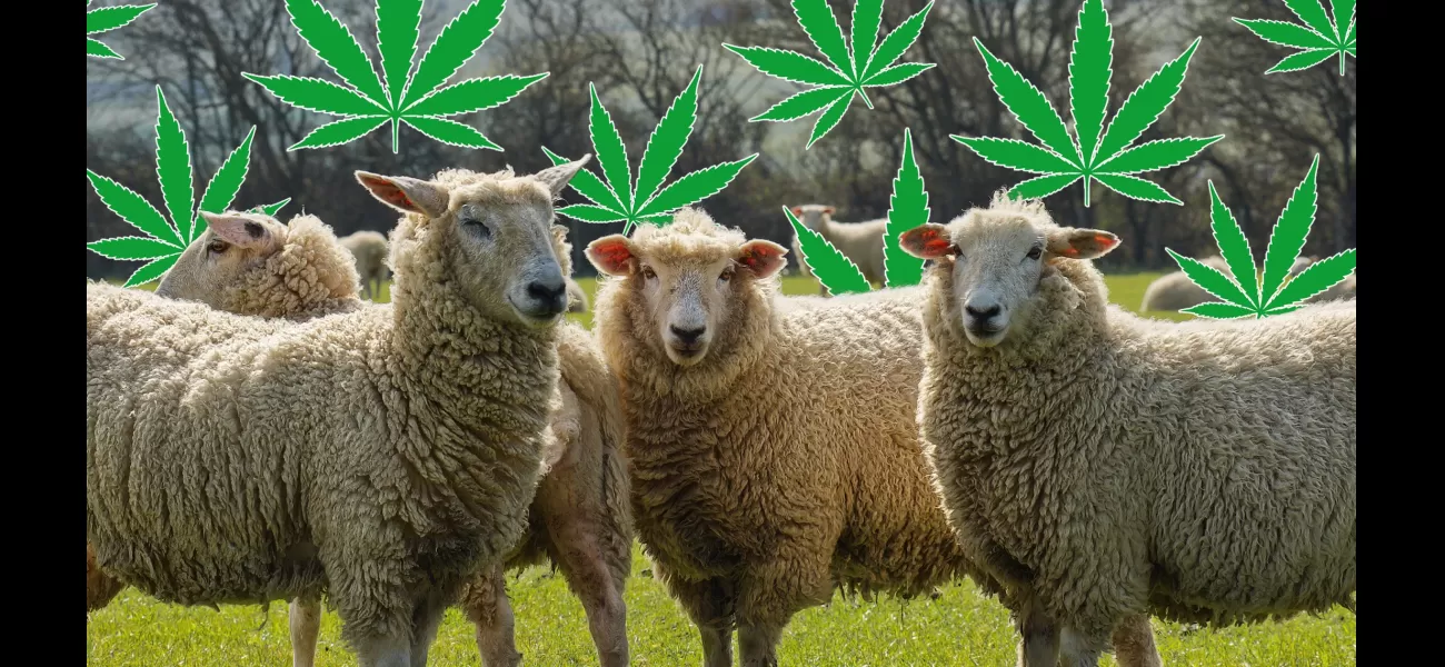 Sheep become odd after consuming 100kg of cannabis in a greenhouse.