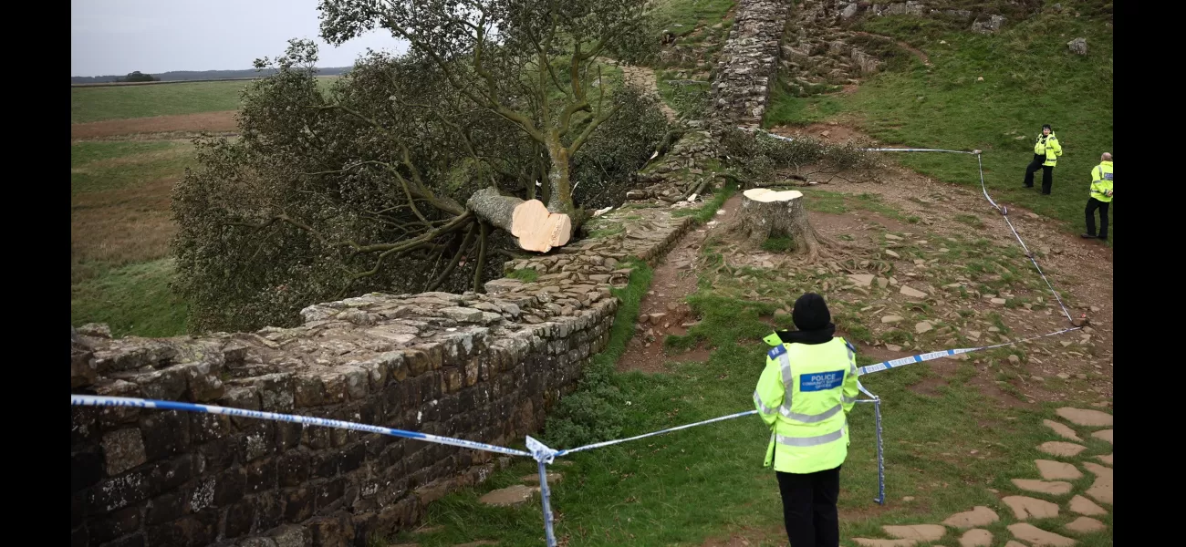 Man arrested for cutting down the iconic Sycamore Gap tree.