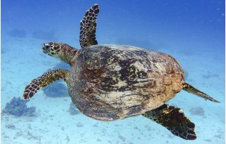 Fossil of 6-mil y/o sea turtle shows rare DNA found, providing insight into evolution.
