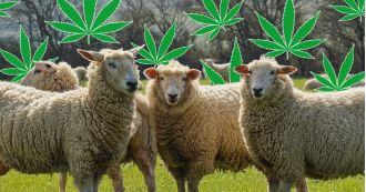 Sheep become odd after consuming 100kg of cannabis in a greenhouse.