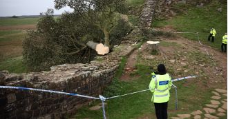 Man arrested for cutting down the iconic Sycamore Gap tree.