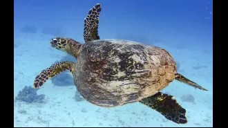 Fossil of 6-mil y/o sea turtle shows rare DNA found, providing insight into evolution.