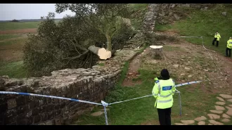 Man arrested for cutting down the iconic Sycamore Gap tree.