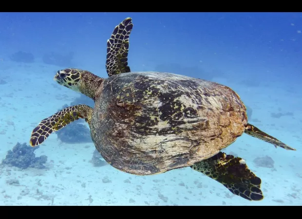 Fossil of 6-mil y/o sea turtle shows rare DNA found, providing insight into evolution.