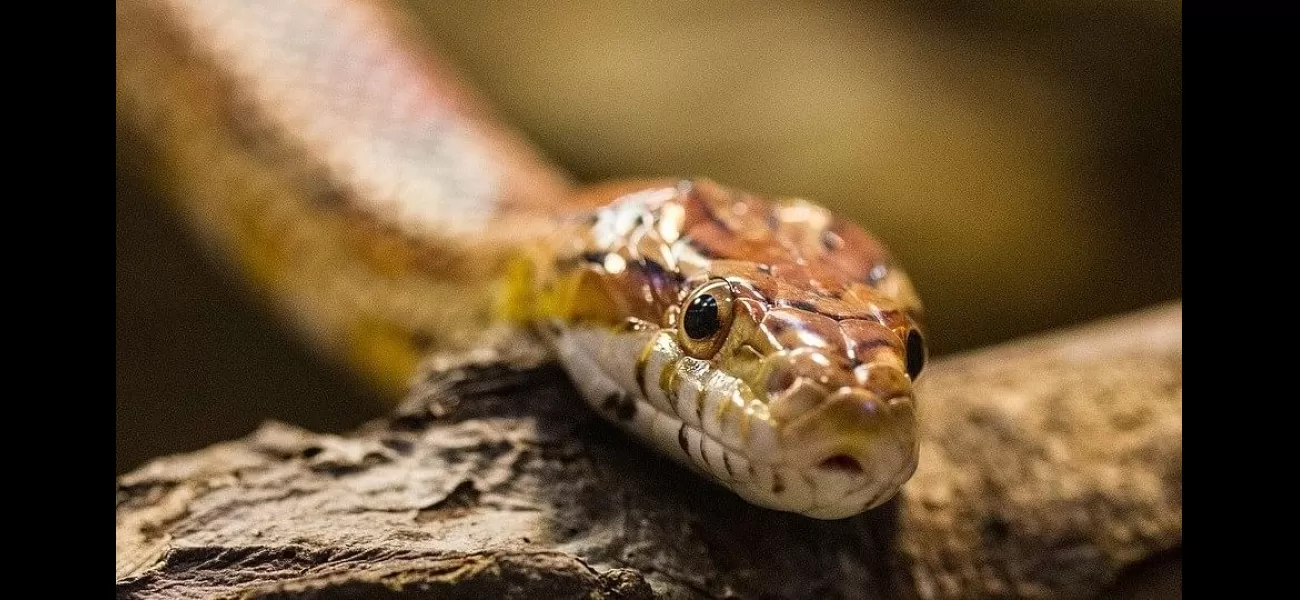 4-yr-old girl in Madhya Pradesh's Satna dies from snakebite.