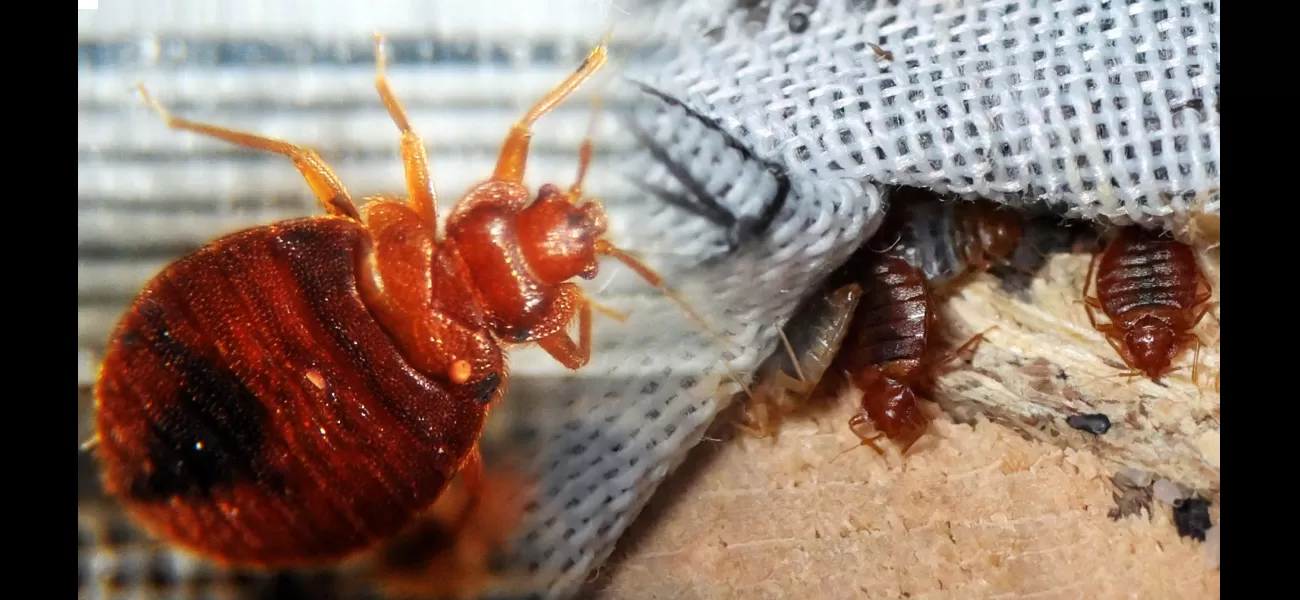 Look for signs of bedbugs in your home & take steps to eradicate them.