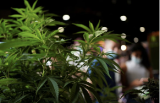 60+ Jamaican school kids hospitalized after eating candy made with cannabis.