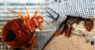Look for signs of bedbugs in your home & take steps to eradicate them.