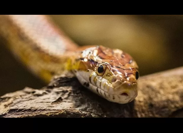 4-yr-old girl in Madhya Pradesh's Satna dies from snakebite.