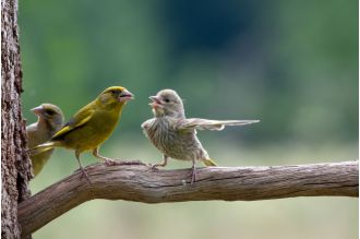 Finalist photos for the Comedy Wildlife Awards will make you laugh!