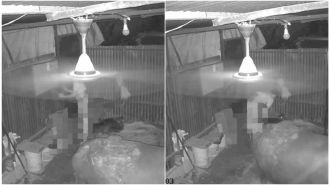 Man arrested after caught on CCTV raping a buffalo calf in Chikhali, Pune.