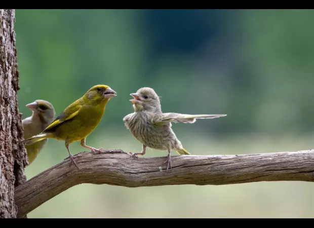 Finalist photos for the Comedy Wildlife Awards will make you laugh!
