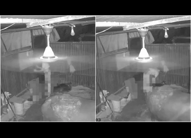 Man arrested after caught on CCTV raping a buffalo calf in Chikhali, Pune.