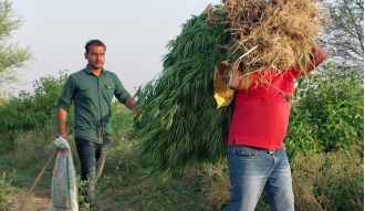 Police in Satna strictly enforce laws against cannabis cultivation.