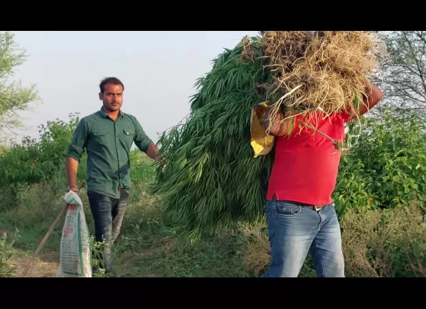 Police in Satna strictly enforce laws against cannabis cultivation.