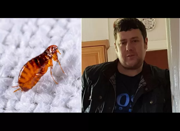 Murder trial halted until 2021 due to flea infestation in court building.