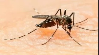 Residents of Madhya Pradesh in panic after a dengue case is found.