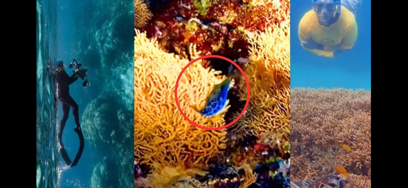 Two Aussies capture rare fish sighting on camera; video from Great Barrier Reef goes viral online (WATCH).