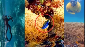 Two Aussies capture rare fish sighting on camera; video from Great Barrier Reef goes viral online (WATCH).