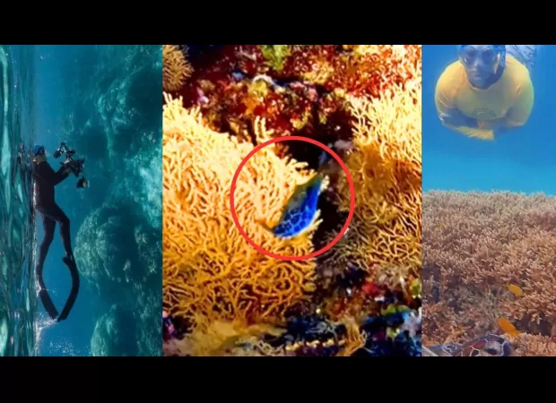 Two Aussies capture rare fish sighting on camera; video from Great Barrier Reef goes viral online (WATCH).