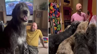 11 Irish wolfhounds living in a 3 bed house, £15k/year spent on food.