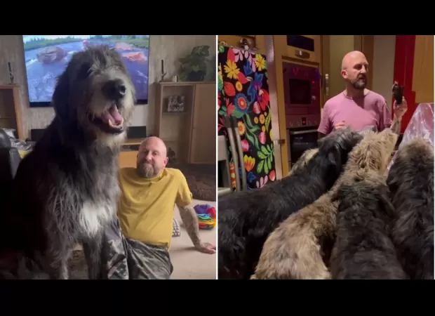 11 Irish wolfhounds living in a 3 bed house, £15k/year spent on food.