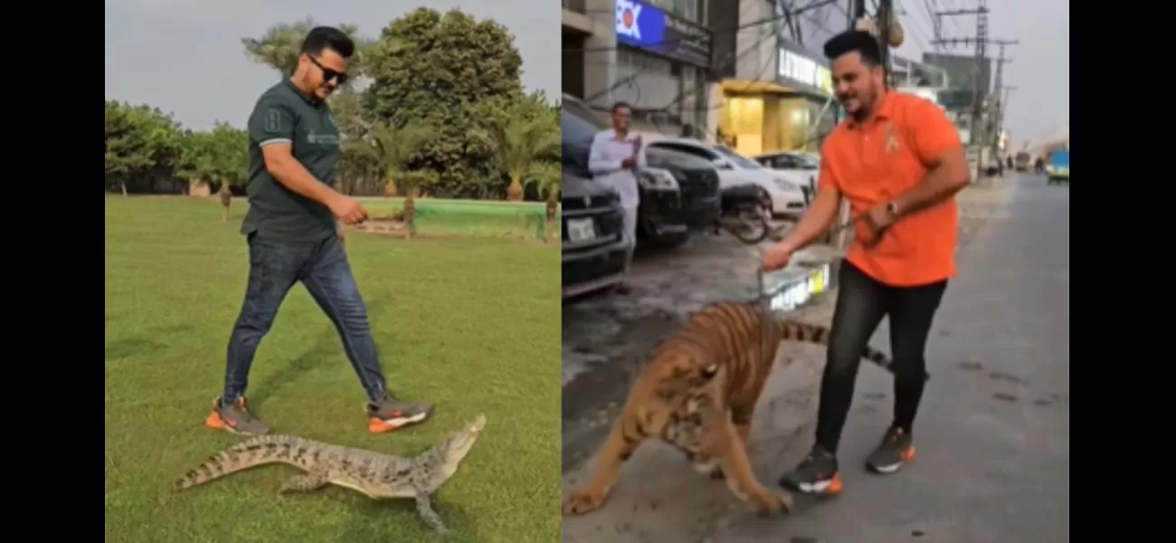 Video of Pakistani man walking with a chained tiger goes viral; now he's walking with a crocodile.