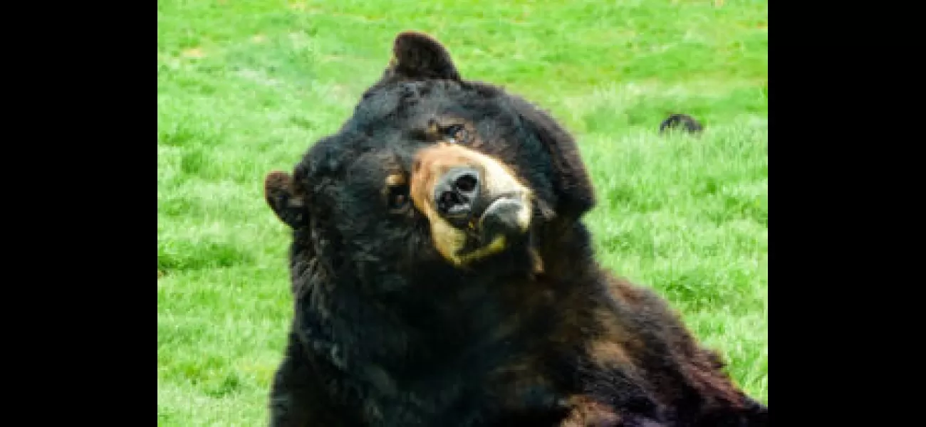 Man goes viral after grilling bear legs for dinner, showing a unique and unexpected way to cook.