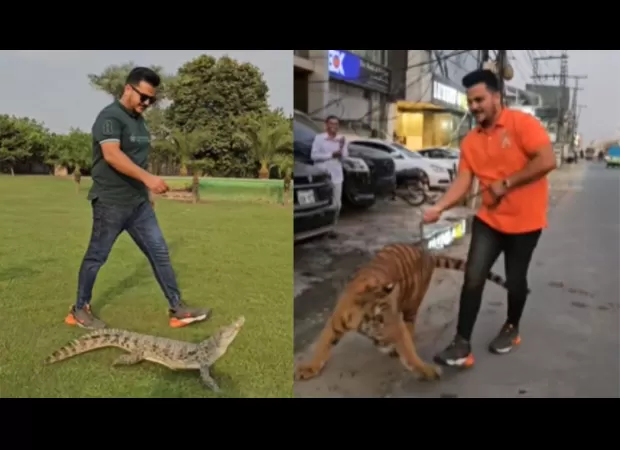 Video of Pakistani man walking with a chained tiger goes viral; now he's walking with a crocodile.