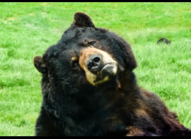 Man goes viral after grilling bear legs for dinner, showing a unique and unexpected way to cook.