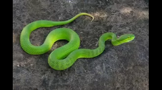 Snake has 2 forked penises.