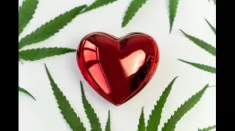 Two studies show cannabis use can harm heart health.