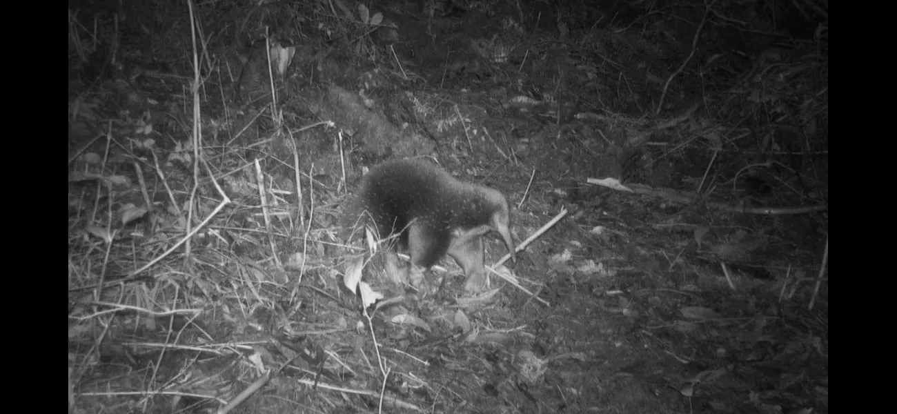 A strange animal has been discovered after 60 years, named in honor of David Attenborough.