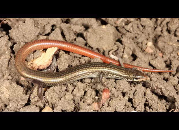 Golden lizard with snake's tail feared extinct found alive and thriving.