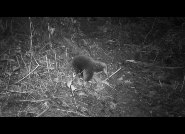 A strange animal has been discovered after 60 years, named in honor of David Attenborough.