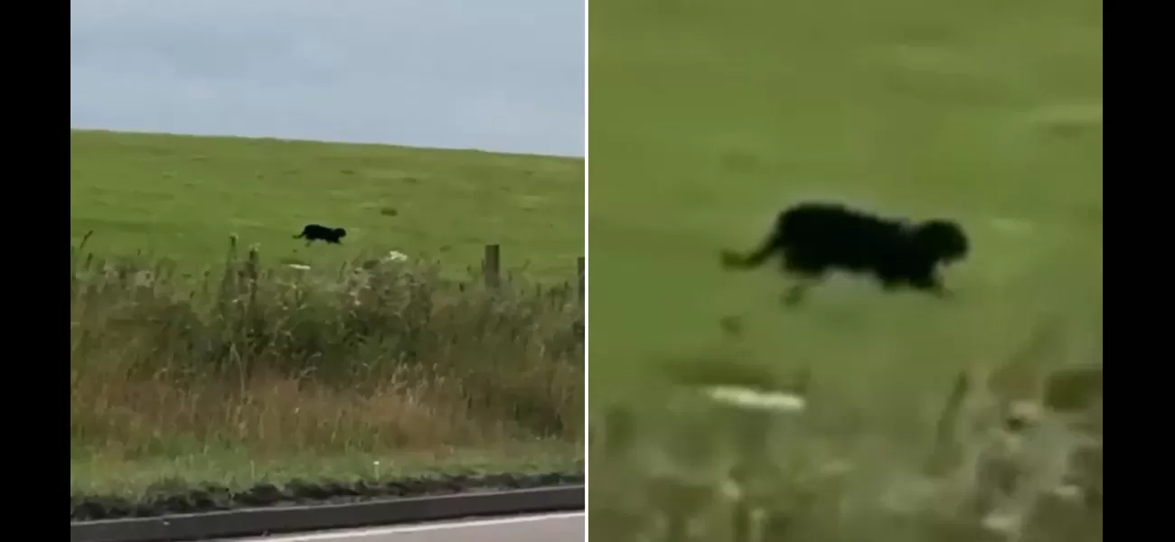 Man believes he saw a panther in the Scottish countryside.