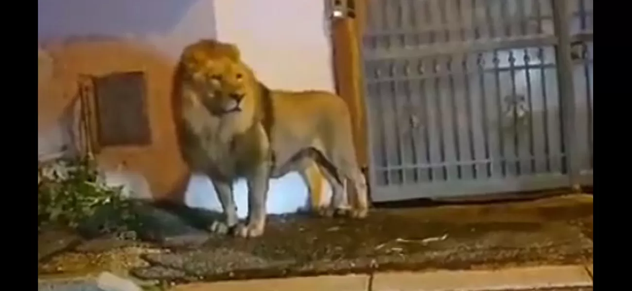 Lion runs wild in city, causing fear among inhabitants.
