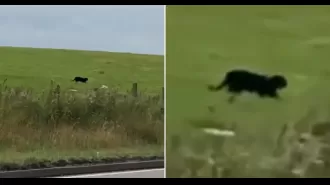 Man believes he saw a panther in the Scottish countryside.