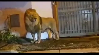 Lion runs wild in city, causing fear among inhabitants.