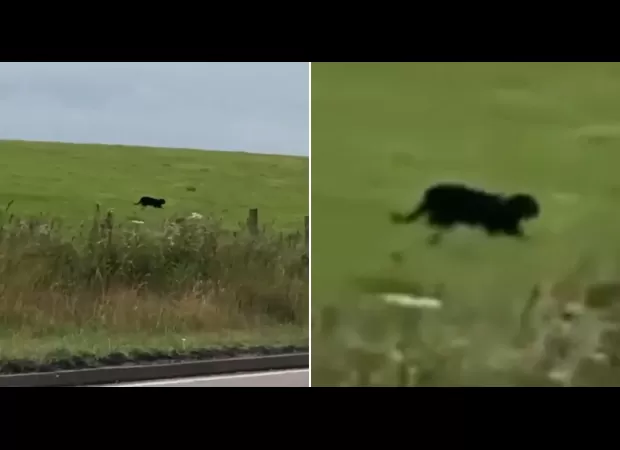 Man believes he saw a panther in the Scottish countryside.