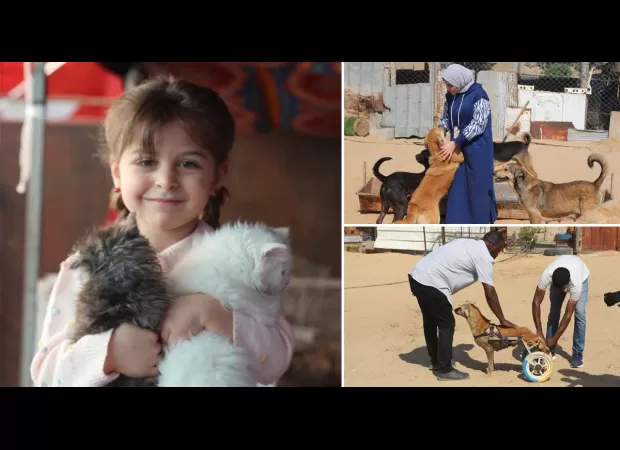 Animals in Gaza searching for food amidst airstrikes, in fear.