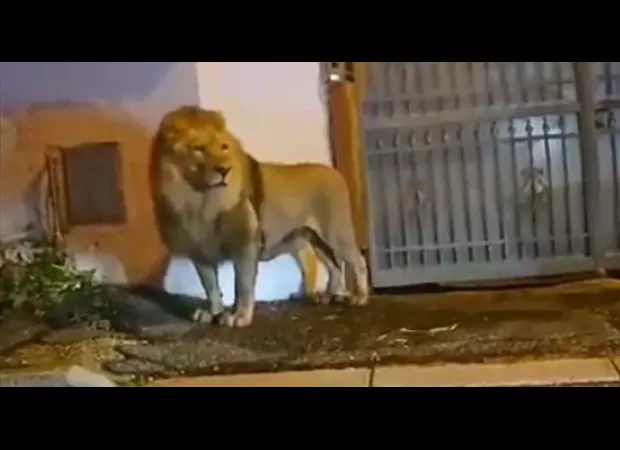 Lion runs wild in city, causing fear among inhabitants.