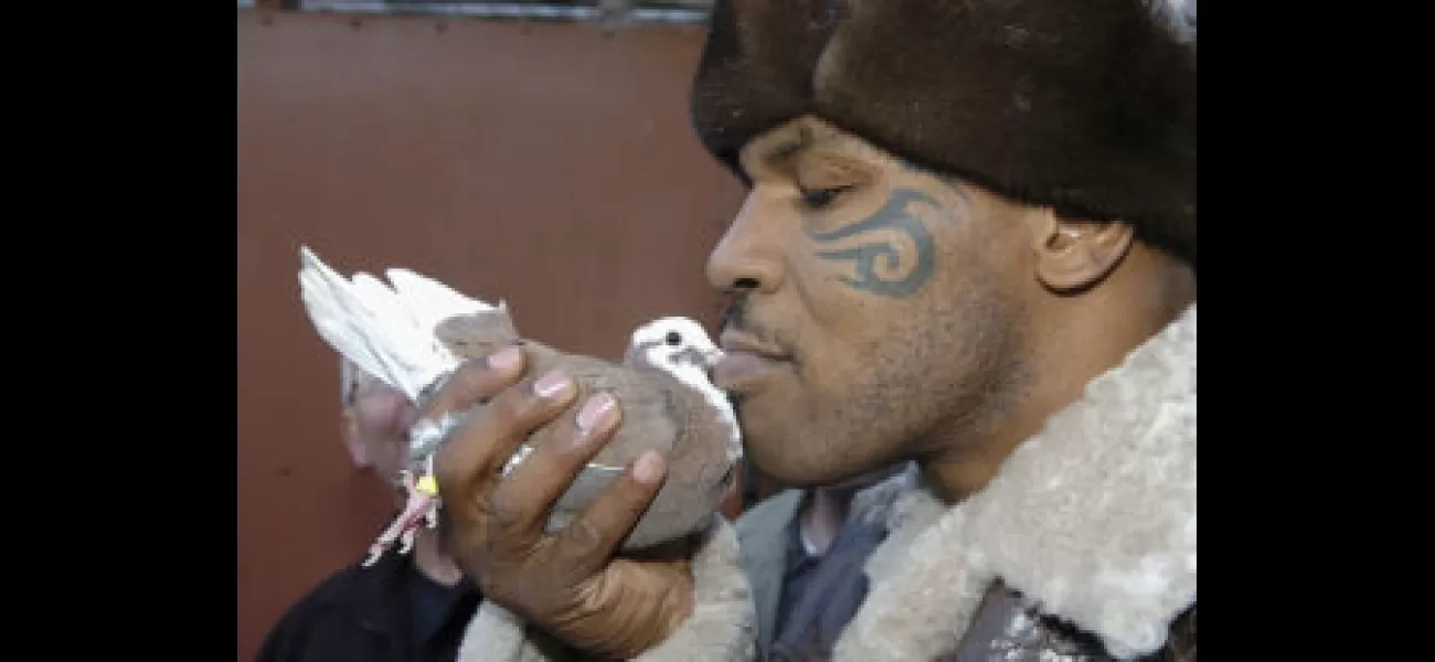 Mike Tyson goes to Poland to buy pigeons.