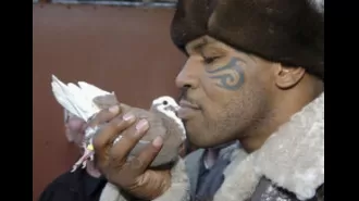 Mike Tyson goes to Poland to buy pigeons.