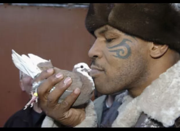 Mike Tyson goes to Poland to buy pigeons.